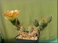 1207 Tephrocactus rauppianus M1372 DSCN0572